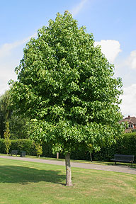 tree