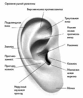 ухо