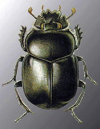 Жук скарабей скарабей