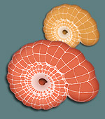 paleo oranges