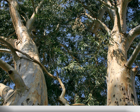 tree