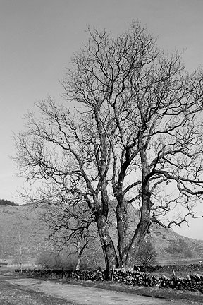 tree